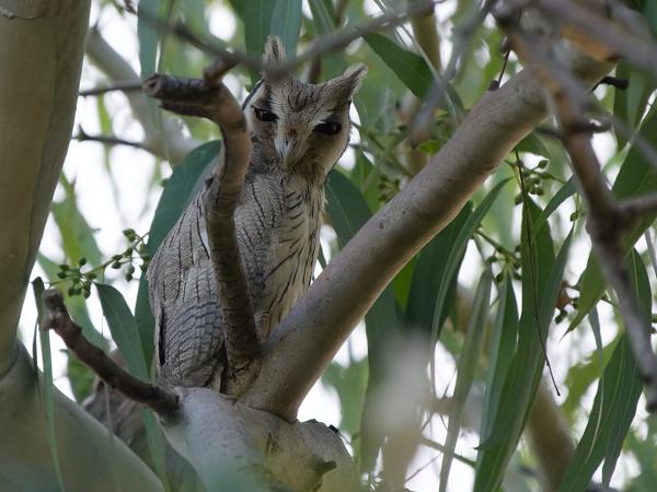 <h3><a href="/trips/gambia/biota/animalia/chordata/aves/031 strigiformes/002 strigidae/ptilopsis leucotis/ptilopsis leucotis-nl.html">Ptilopsis&nbsp;leucotis</a> / Northern&nbsp;white‑faced&nbsp;owl / Noordelijke&nbsp;witwangdwergooruil</h3>OM-1 Mark II met OLYMPUS M.150-400mm F4.5 TC, 1/2000 sec  bij F5.6, ISO 10000, afstand 14.3&nbsp;m